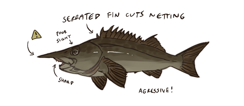 cutfish