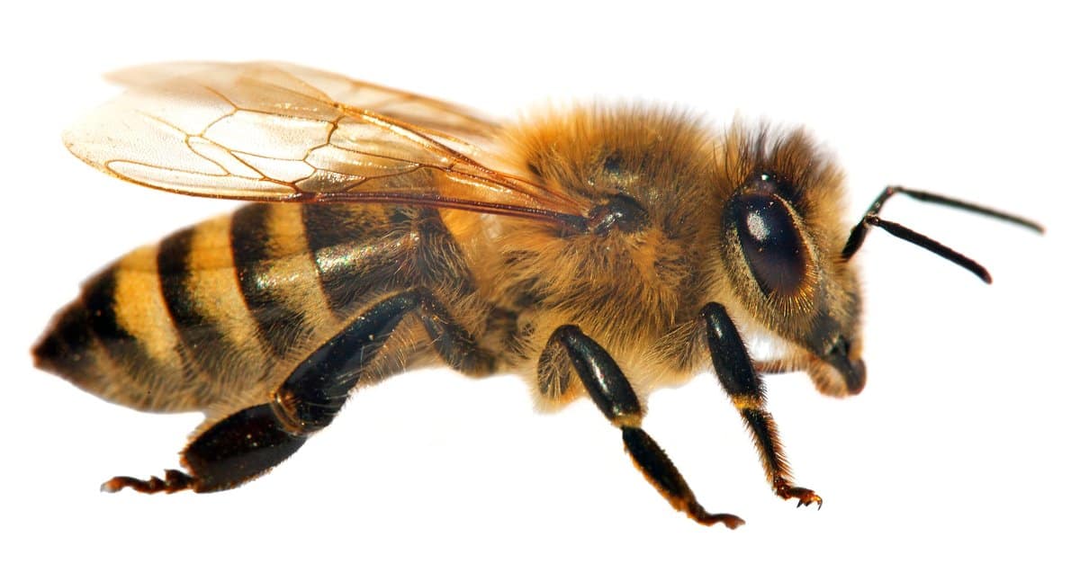 honeyfly
