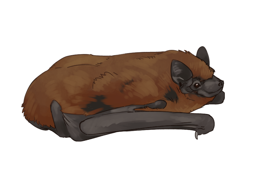 bat